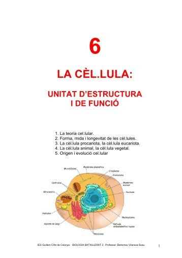 apunts 6 - IES Guillem Cifre de Colonya