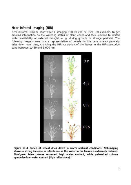 Cereal NIR/SWIR phenotyping - LemnaTec