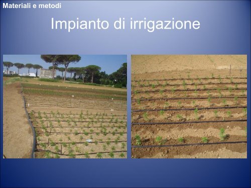 Artemisia annua L.: Agrotecniche per gli Ambienti a Clima Caldo-Arido