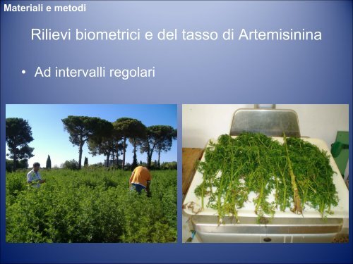 Artemisia annua L.: Agrotecniche per gli Ambienti a Clima Caldo-Arido