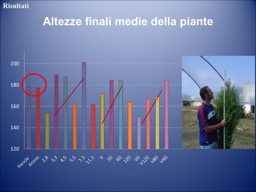 Artemisia annua L.: Agrotecniche per gli Ambienti a Clima Caldo-Arido