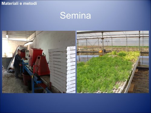Artemisia annua L.: Agrotecniche per gli Ambienti a Clima Caldo-Arido