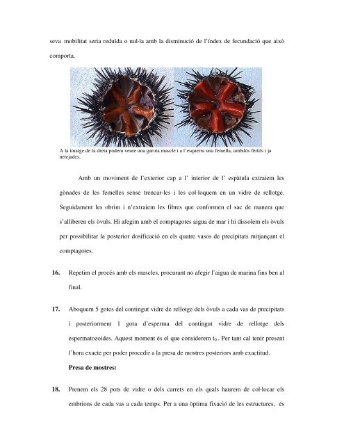 Les esponges tenen propietats anticancerígenes - UdG