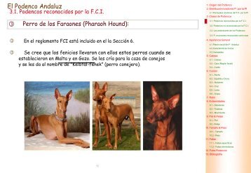 El Podenco Andaluz. 2 - Adiestrador canino