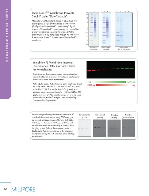 Immobilon-FL Membrane Improves Fluorescence ... - Millipore