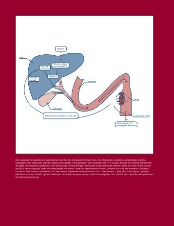 Chapter 4: Bile, Bilirubin, and Cholestasis