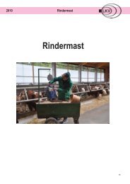 Rindermast - LKV Bayern