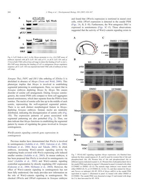 2007-DevelopmentalBiology.pdf