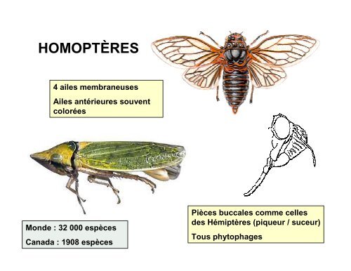 HOMOPTÈRES - Cégep de Sainte-Foy