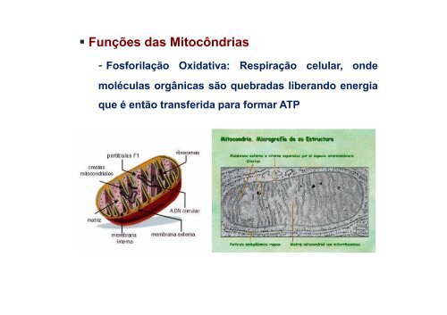 BIOLOGIA CELULAR - A CÉLULA VEGETAL.ppt [Modo de ...