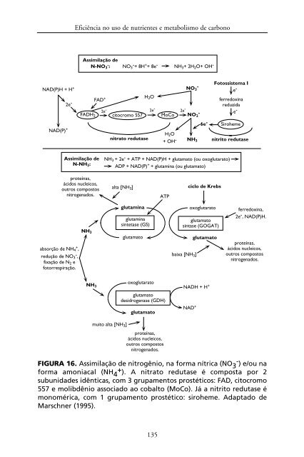 Metabolismo de Carbono na Agricultura Tropical.pdf - Webnode