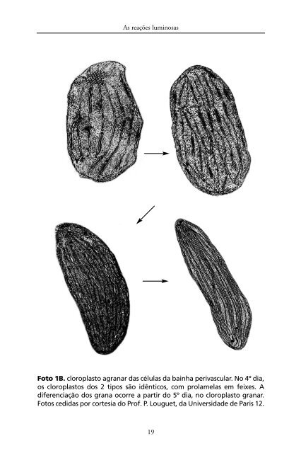 Metabolismo de Carbono na Agricultura Tropical.pdf - Webnode