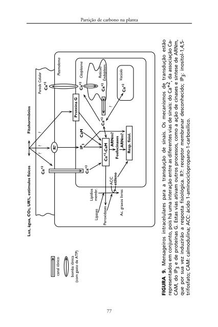 Metabolismo de Carbono na Agricultura Tropical.pdf - Webnode