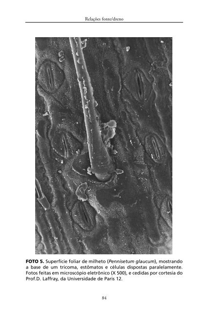 Metabolismo de Carbono na Agricultura Tropical.pdf - Webnode