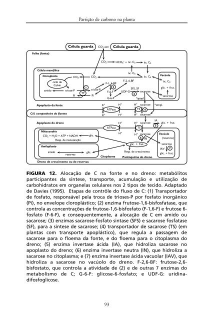 Metabolismo de Carbono na Agricultura Tropical.pdf - Webnode