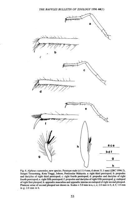 a new species of freshwater snapping shrimp, alpheus cyanoteles