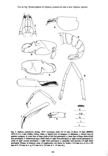 a new species of freshwater snapping shrimp, alpheus cyanoteles