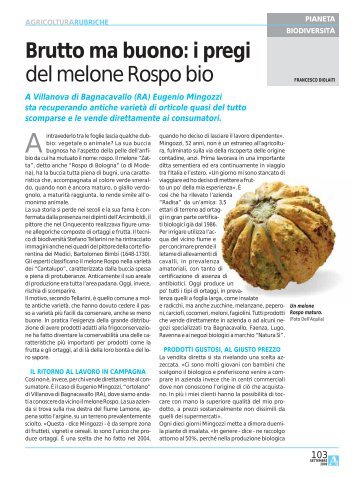 Brutto ma buono: i pregi del melone Rospo bio - Ermes Agricoltura