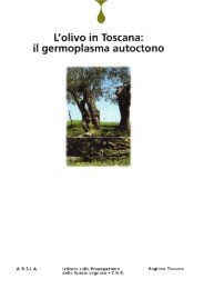 L'Olivo in Toscana: Il germoplasma autoctono. Volume 3 - Ivalsa - Cnr