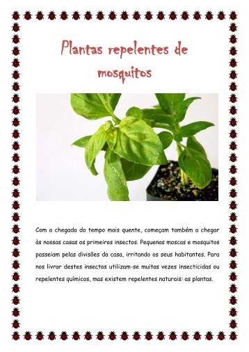 Plantas repelentes de mosquitos