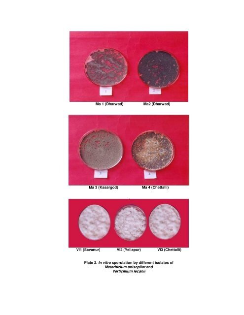 ISOLATION AND CHARACTERIZATION OF ENTOMOPATHOGENIC ...