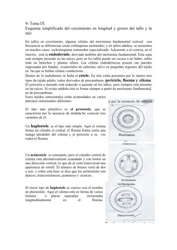 Anatomia vegetal - sabugueiro