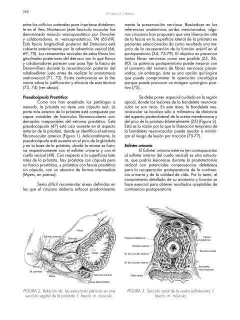 ANATOMÍA QUIRÚRGICA DE LA PROSTATECTOMÍA RADICAL ...