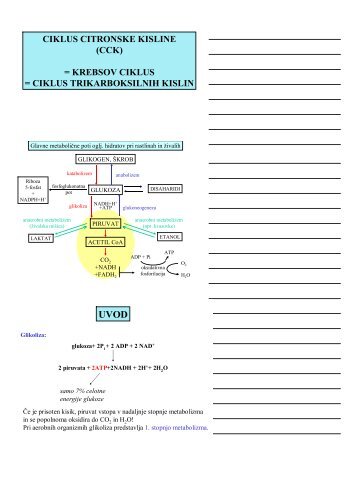 CIKLUS CITRONSKE KISLINE (CCK) = KREBSOV CIKLUS ...