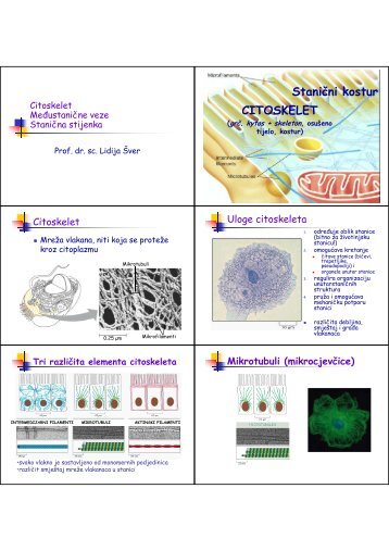 04-Citoskelet. medjustanicne veze. Stanicna stijenka - PBF