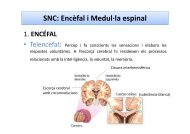 SNC: Encèfal i Medul·la espinal
