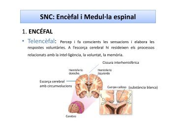 SNC: Encèfal i Medul·la espinal