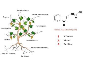 Indole-3-acetic acid (IAA) Influence A Almost A Anything