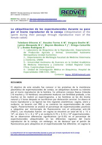 La ubiquitinacion de los espermatozoides durante ... - Veterinaria.org