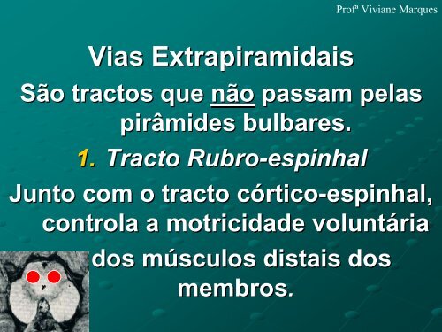 GRANDES VIAS EFERENTES - VivianeMarques.com.br