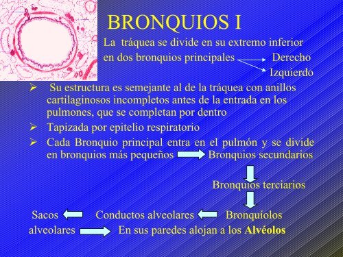 C4 APARATO RESPIRATORIO.pdf