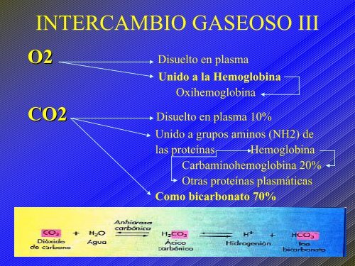 C4 APARATO RESPIRATORIO.pdf