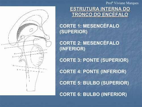 TRONCO ENCEFÁLICO - VivianeMarques.com.br