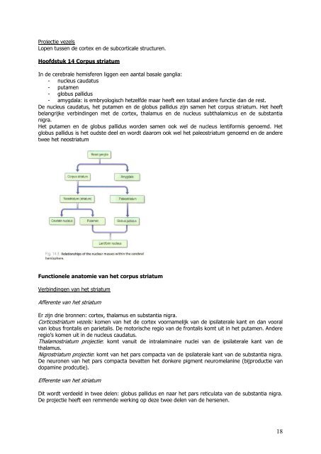 Anatomie blok 14: neuroanatomy