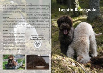 Lagotto Romagnolo - Lagotto.org