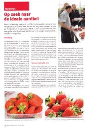 de ideate aardbei - Fragaria Holland