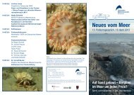 faltblatt_neues vom meer_v06.indd - Deutsches Meeresmuseum