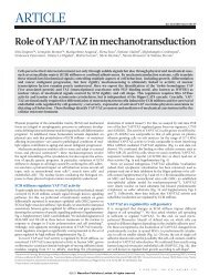 Role of YAP/TAZ in mechanotransduction