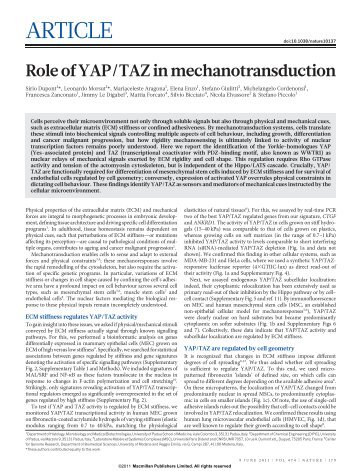 Role of YAP/TAZ in mechanotransduction
