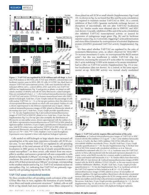 Role of YAP/TAZ in mechanotransduction