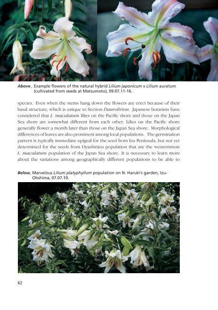 Lilies and Related Plants - RHS Lily Group