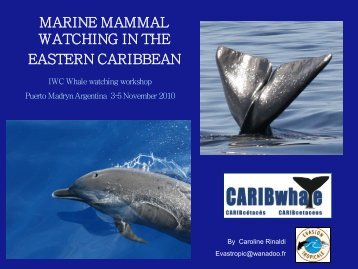 Marine mammal watching in the Eastern Caribbean - International ...