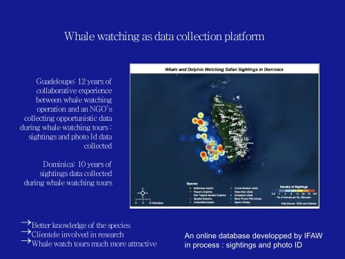 Marine mammal watching in the Eastern Caribbean - International ...