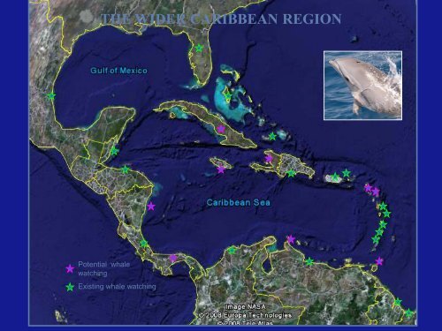 Marine mammal watching in the Eastern Caribbean - International ...