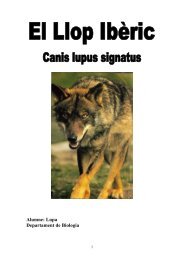 El llop ibèric. Canis lupus signatus[+info] - Ajuntament de Cornellà