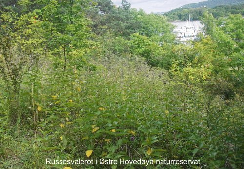 Bekjempelse av gravbergknapp og russesvalerot i Oslo og Akershus.